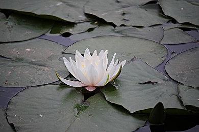 《SD高达 激斗同盟》风灵高达DLC发售 Steam定价48元